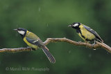 36013AC Great Tit