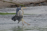 36070AC Grey Heron