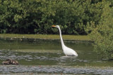 36113AC Great White Egret