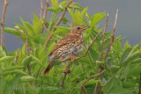 36124AC Song Thrush