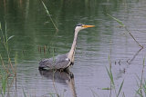 36129AC Grey Heron