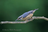36142AC Nuthatch