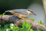 36160AC Nuthatch
