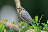 36164AC Nuthatch