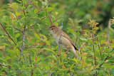 36171AC Reed Warbler