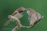 36206AC House Sparrow