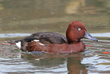 36263AC Ferruginous Duck