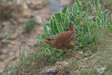 36286AC Wren