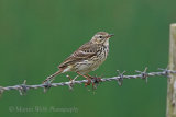 36297AC Meadow Pipit