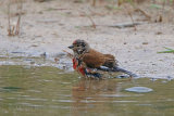 36340AC Linnet