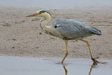 36369AC Grey Heron