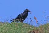 36611AC Raven