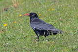 36637AC Chough