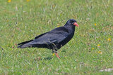 36639AC Chough