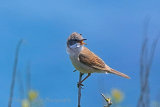 36647AC Whitethroat