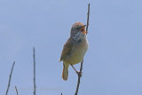 36650AC Whitethroat