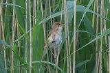 36711AC Reed Warbler
