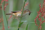 36739AC Sedge Warbler