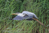 36766AC Grey Heron
