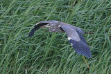 36773AC Grey Heron