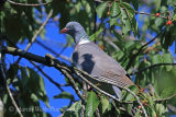 36857AC Woodpigeon