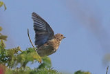 36877AC Linnet