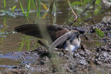 36891AC House Martin