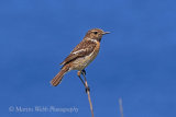 36901AC Stonechat