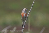 36903AC Linnet