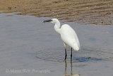36923AC Little Egret