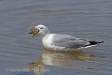 36938AC Herring Gull