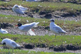 37119AC Mediterranean Gull