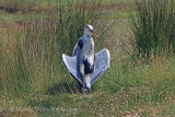 37137AC Grey Heron