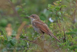 37144AC Whitethroat