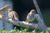 37193AC House Sparrow