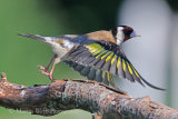 37219AC Goldfinch