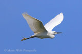 37301AC Little Egret