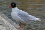 37380AC Mediterranean Gull