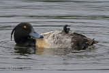 37388AC Tufted Duck