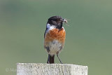 37415AC Stonechat