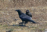37427AC Raven