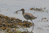 37472AC Curlew