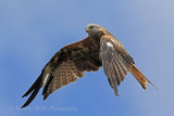 37542AC Red Kite