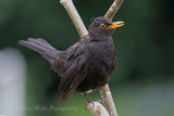 37580AC Blackbird