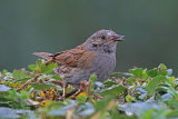 37585AC Dunnock