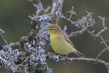37661AC Willow Warbler