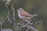 37675AC Whitethroat