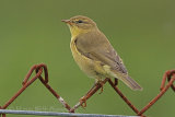 37712AC Willow Warbler