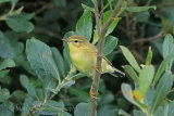 37721AC Willow Warbler