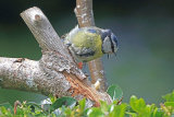 37794AC Blue Tit